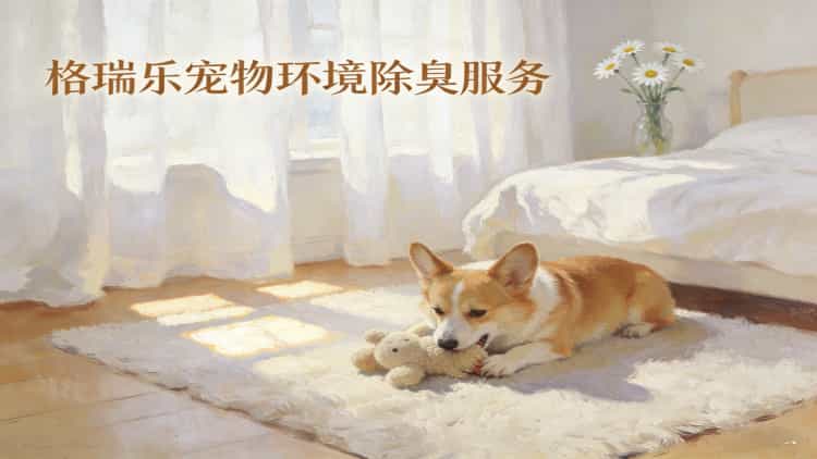 武汉养宠家庭看过来！格瑞乐宠物环境除臭服务，让爱与清新共存